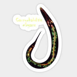 Caenorhabditis elegans Sticker